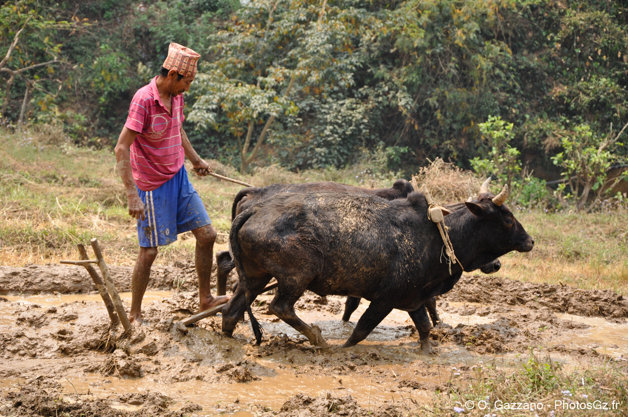 Labourage des champs / Népal